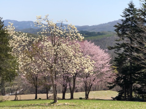 沢わさび