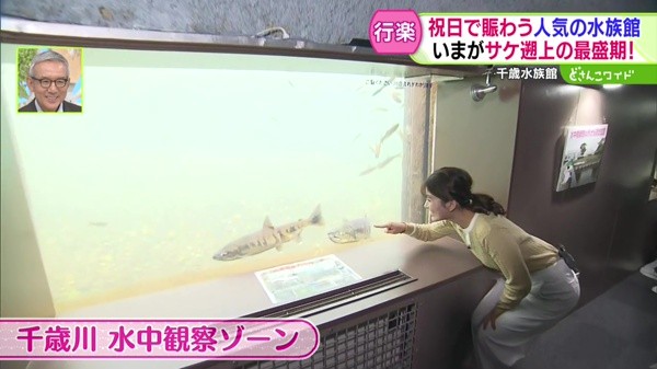 千歳川 水中観察ゾーン