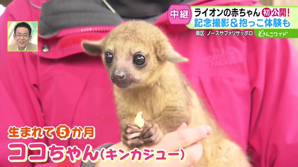 キンカジューとふれあい写真撮影