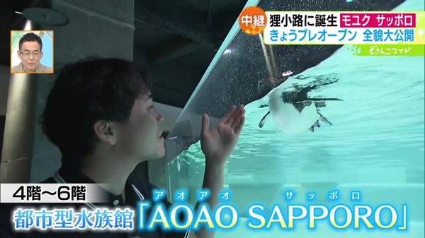 都市型水族館「AOAO SAPPORO(アオアオサッポロ)」