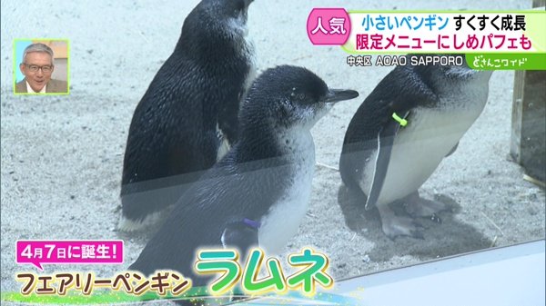 フェアリーペンギン　ラムネ