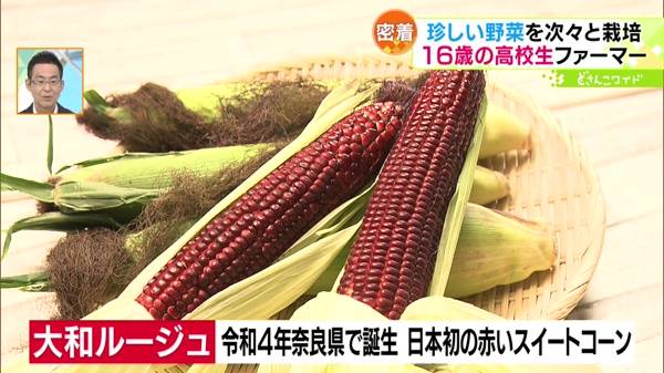 怜くんが育てる野菜