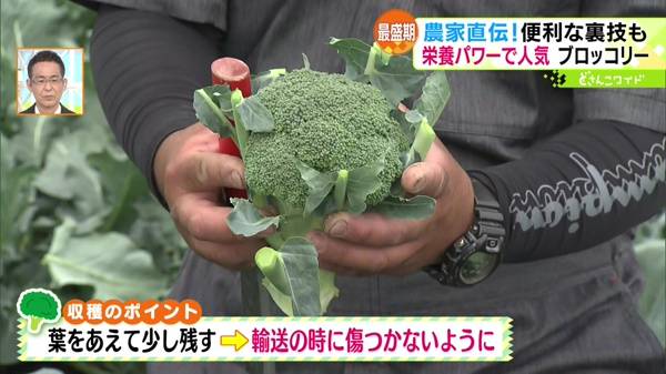 最盛期！栄養パワーで人気！ブロッコリー