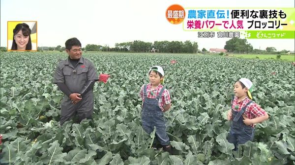 最盛期！栄養パワーで人気！ブロッコリー