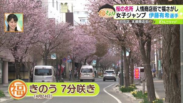 本郷商店街の桜