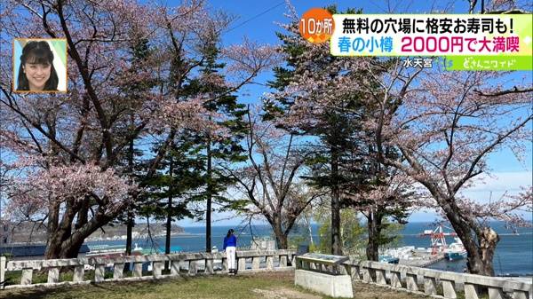 水天宮の桜