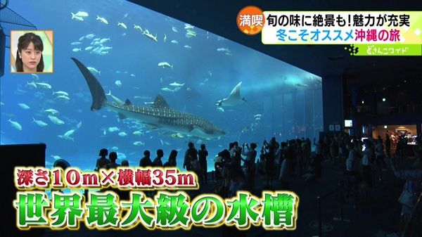 沖縄美ら海水族館