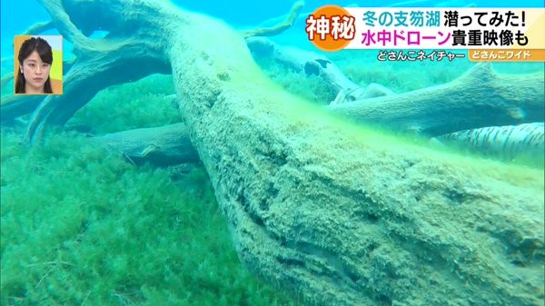 どさんこネイチャー“冬の支笏湖の水中世界”