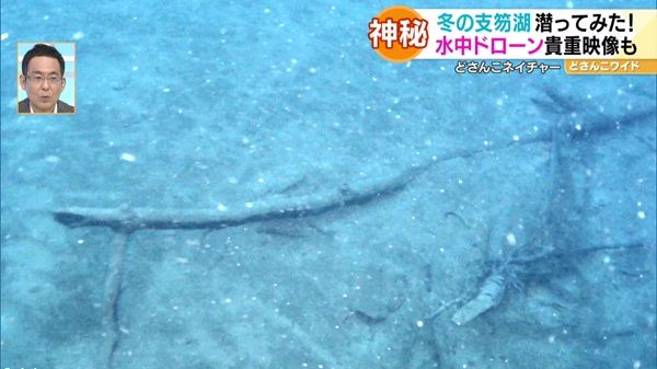 どさんこネイチャー“冬の支笏湖の水中世界”