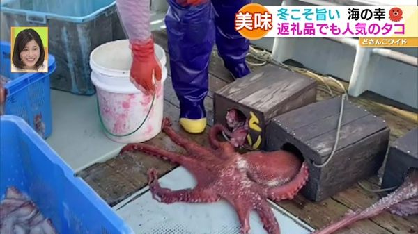 産地直送！浜の王様〜冬こそ旨い！返礼品でも人気のタコ