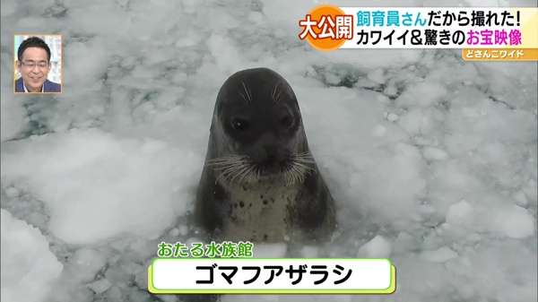 祝日スペシャル企画！行ったつもりで動物園＆水族館