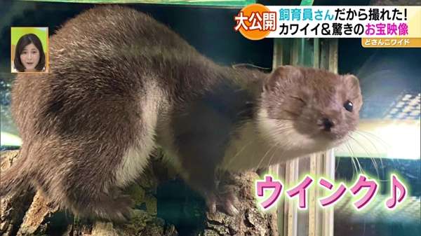 祝日スペシャル企画！行ったつもりで動物園＆水族館