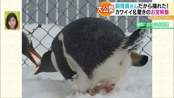 祝日スペシャル企画！行ったつもりで動物園＆水族館