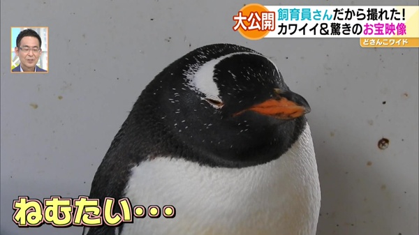 祝日スペシャル企画！行ったつもりで動物園＆水族館