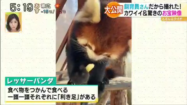 祝日スペシャル企画！行ったつもりで動物園＆水族館