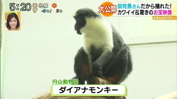 祝日スペシャル企画！行ったつもりで動物園＆水族館