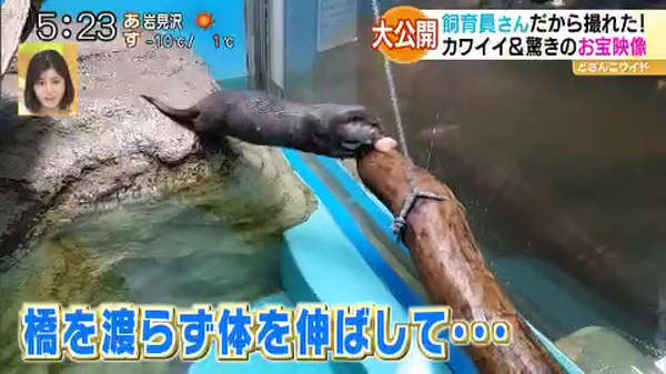 祝日スペシャル企画！行ったつもりで動物園＆水族館