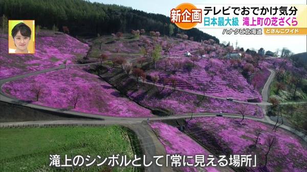 新企画！ハナタビ北海道〜滝上芝ざくら公園