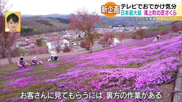 新企画！ハナタビ北海道〜滝上芝ざくら公園