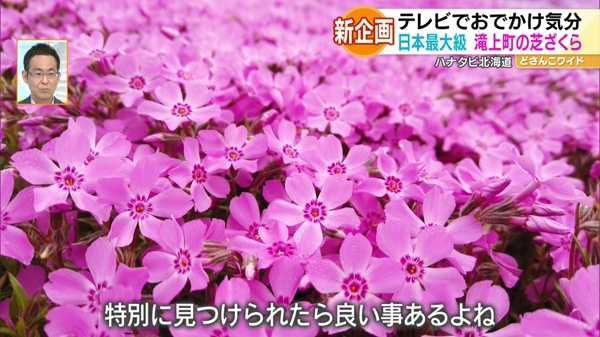 新企画！ハナタビ北海道〜滝上芝ざくら公園