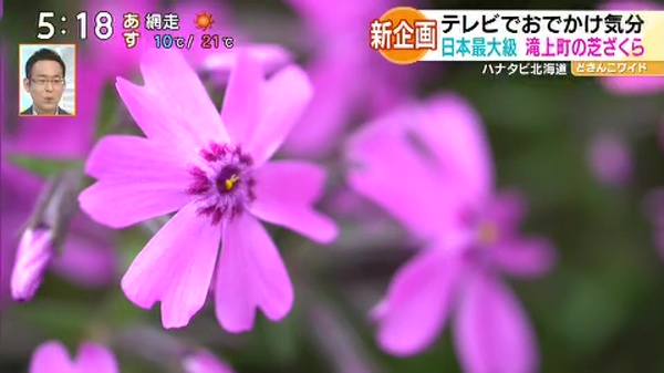 新企画！ハナタビ北海道〜滝上芝ざくら公園