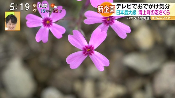 新企画！ハナタビ北海道〜滝上芝ざくら公園