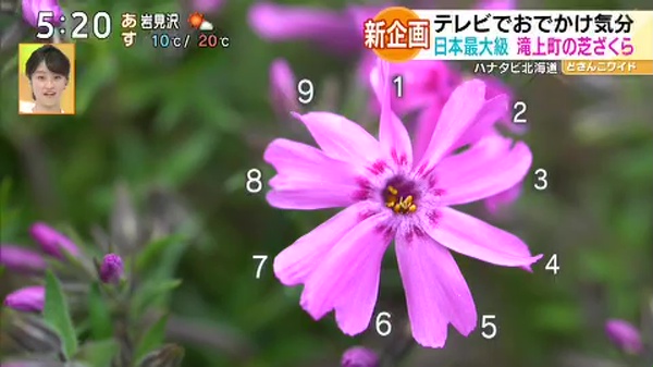 花弁が6枚の芝ざくら