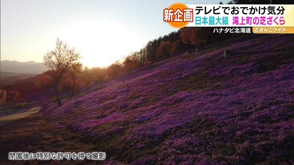 夕陽を浴びた芝ざくら