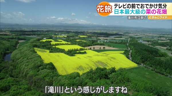 ハナタビ北海道〜滝川の菜の花畑＆札幌のライラック