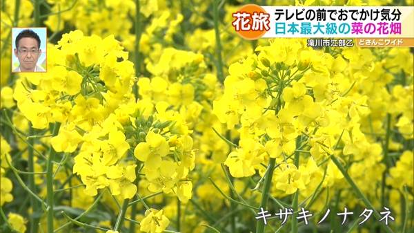 ハナタビ北海道〜滝川の菜の花畑＆札幌のライラック