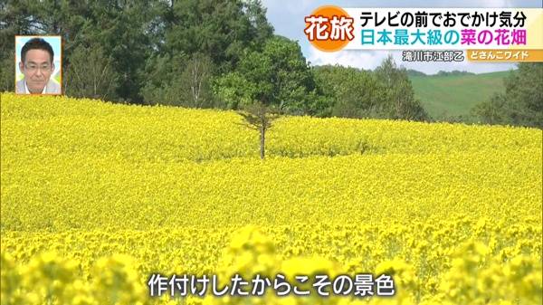 ハナタビ北海道〜滝川の菜の花畑＆札幌のライラック