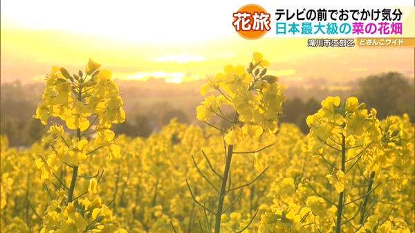 ハナタビ北海道〜滝川の菜の花畑＆札幌のライラック