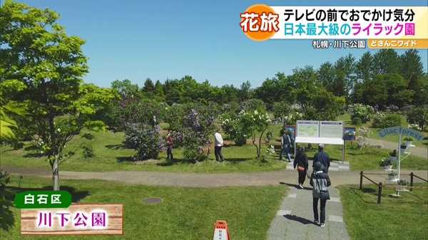 ハナタビ北海道〜滝川の菜の花畑＆札幌のライラック