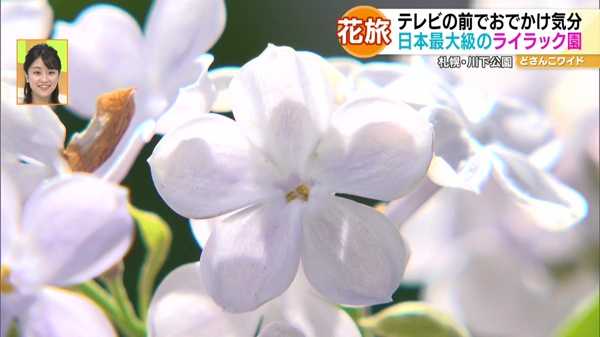 ハナタビ北海道〜滝川の菜の花畑＆札幌のライラック