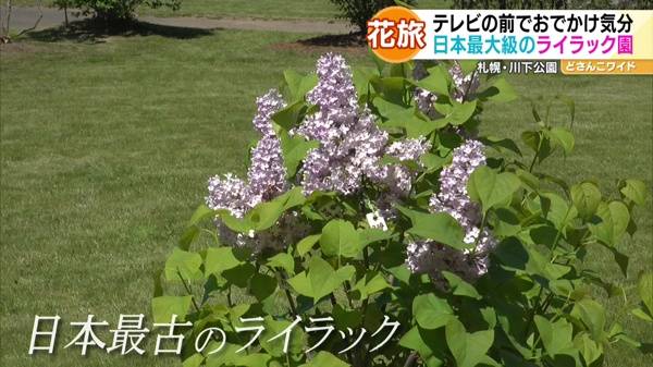 日本最古のライラック