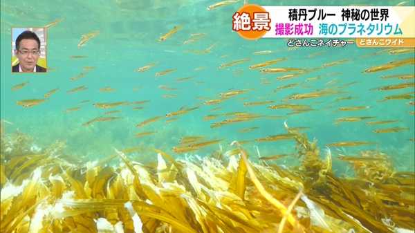 どさんこネイチャー“積丹ブルー水中世界 海のプラネタリウム”