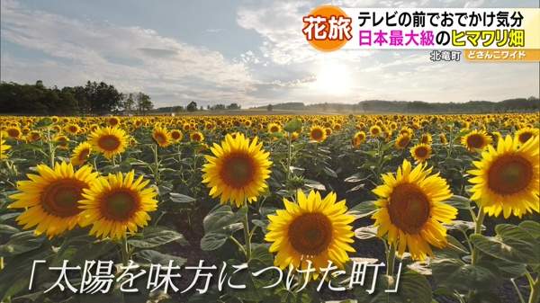 ハナタビ北海道〜ヒマワリと亜麻の花