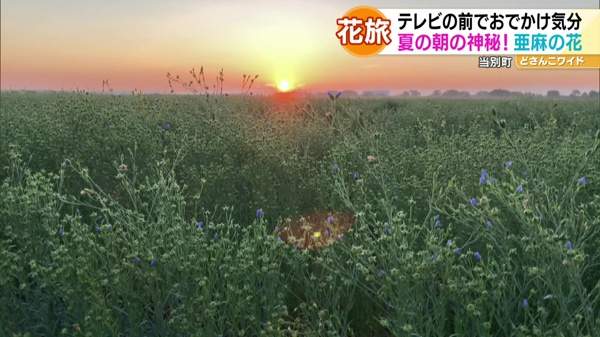 ハナタビ北海道〜ヒマワリと亜麻の花