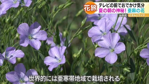 ハナタビ北海道〜ヒマワリと亜麻の花