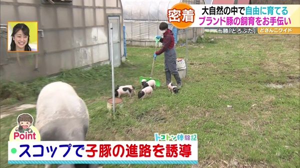 産まれたばかりの子豚の散歩