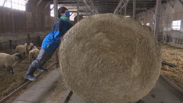 巨大な牧草ロールと格闘する前田