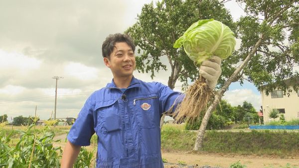 特大キャベツを収穫する前田