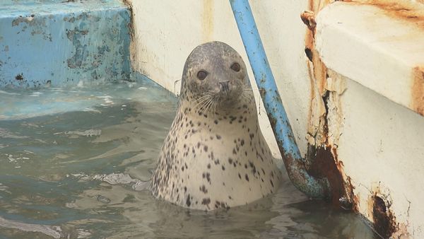 ノシャップ水族館のあざらし