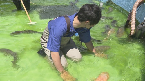 前田の水槽掃除