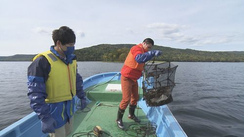 水中生物捕獲中のティモンディ