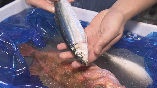 魚の鮮度保持に抜群の効果